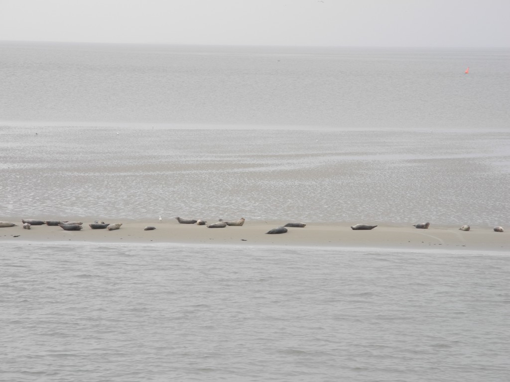 Auf der Fähre nach Norderney, Seehunde auf einer Sandbank